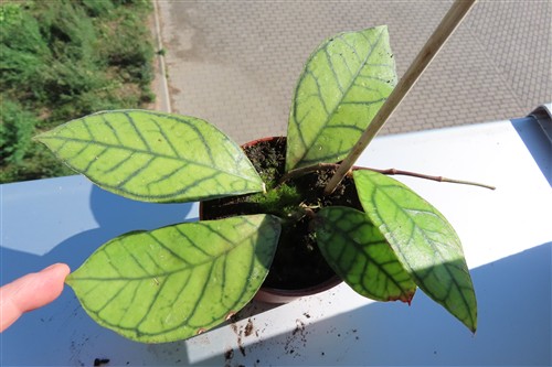 Hoya ranauensis