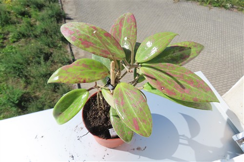 Hoya wibergiae