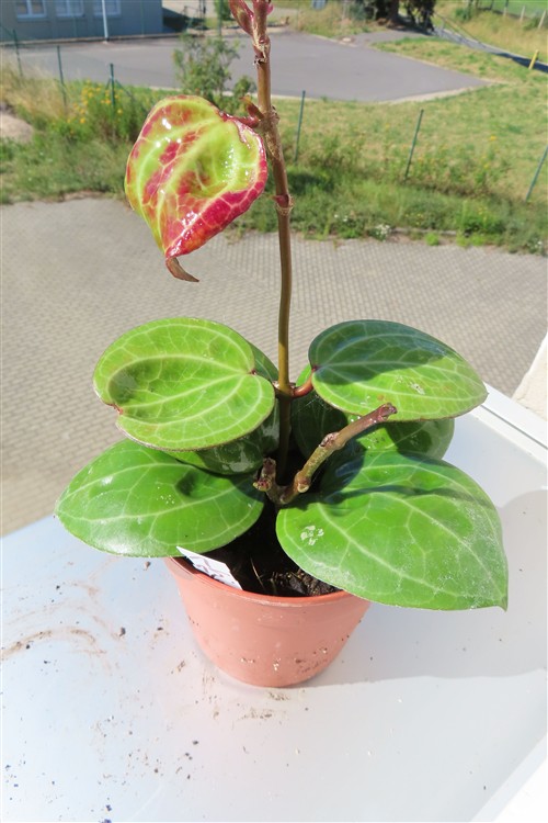 Hoya Sarawak Cream