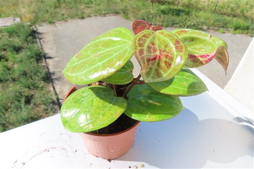 Hoya Sarawak Cream