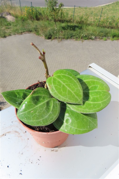 Hoya Sarawak Cream