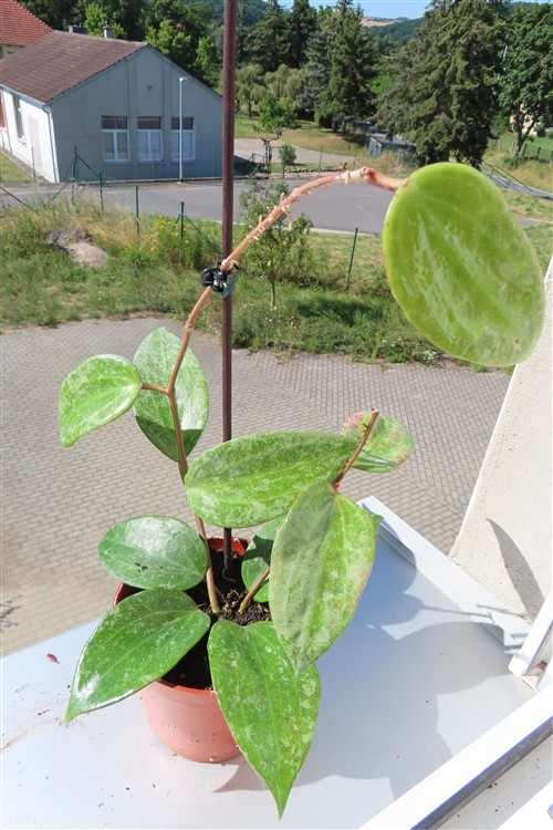 Hoya macrophylla Silver