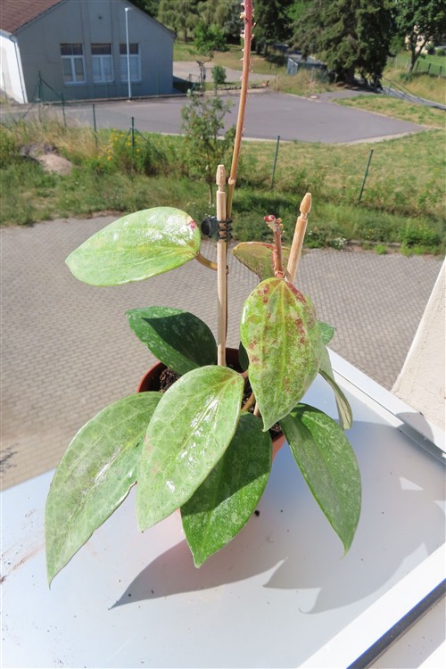 Hoya macrophylla Silver