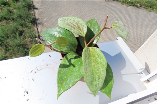 Hoya macrophylla Silver
