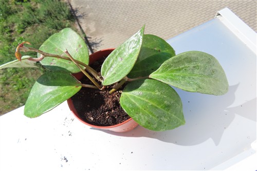 Hoya macrophylla Silver