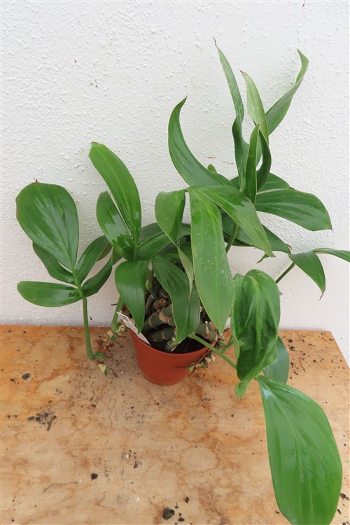 Epipremnum pinnatum Dragon Tail – Bild 4
