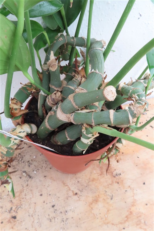Epipremnum pinnatum Dragon Tail – Bild 3