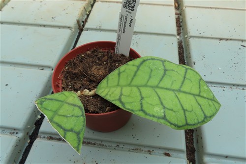 Hoya ranauensis – Bild 3