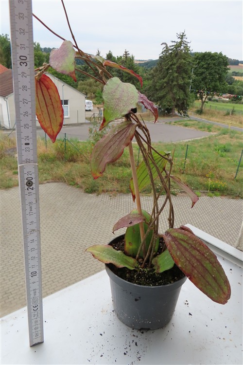 Hoya erythrina – Bild 2