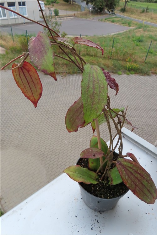 Hoya erythrina – Bild 3