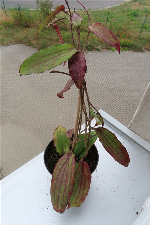 Hoya erythrina – Bild 4