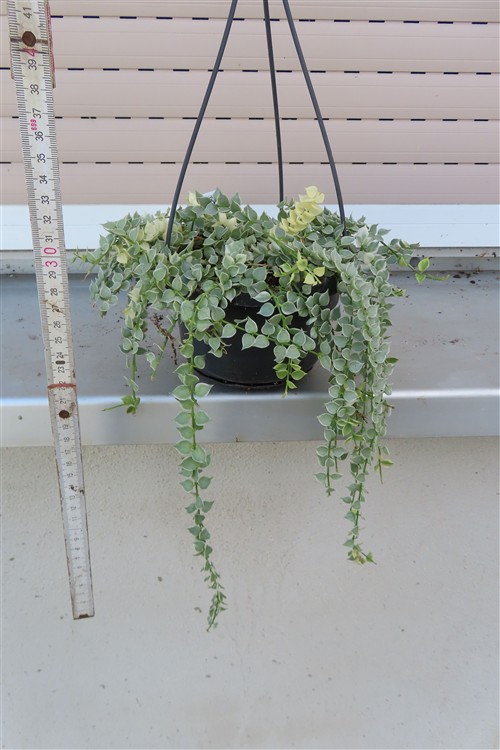 Dischidia ruscifolia variegata – Bild 2