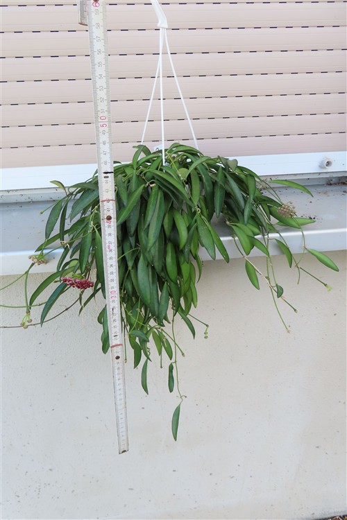 Hoya wayetii – Bild 3