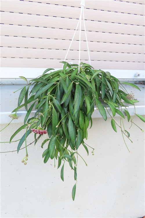 Hoya wayetii – Bild 2