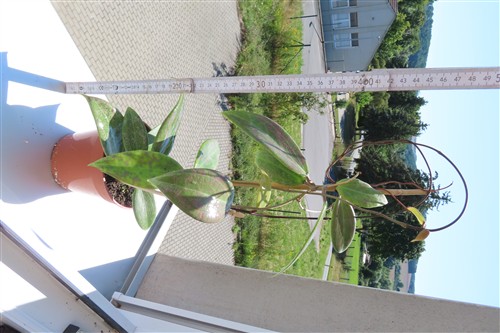 Hoya wibergiae – Bild 2