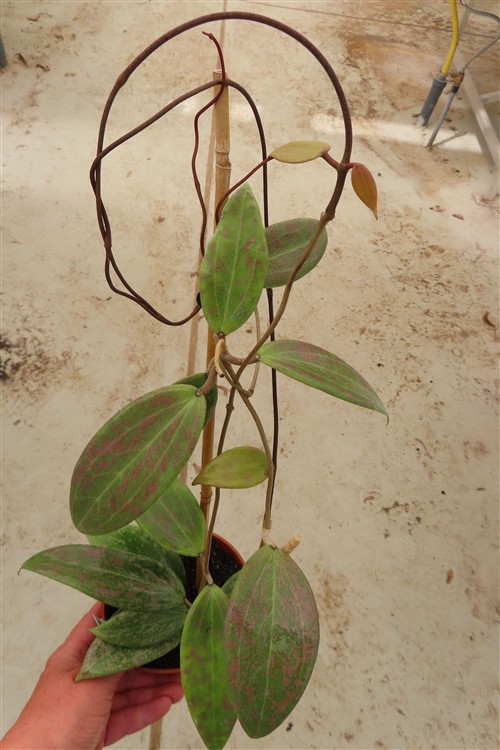 Hoya wibergiae – Bild 3