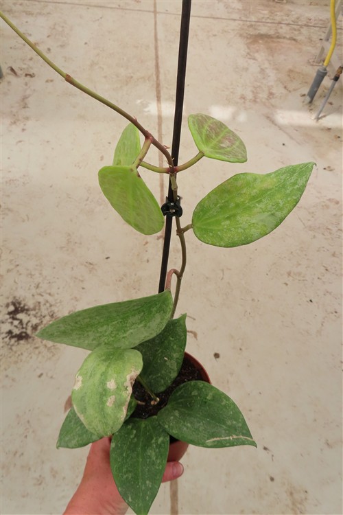 Hoya macrophylla Silver – Bild 2
