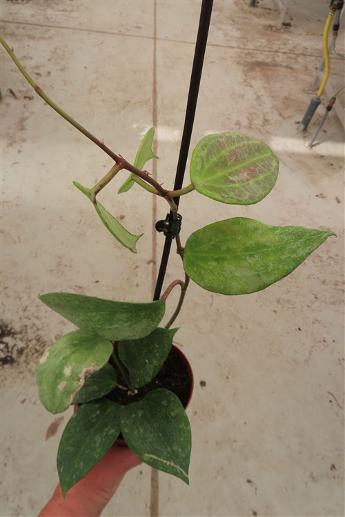 Hoya macrophylla Silver – Bild 3