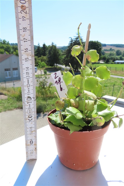 Hoya endauensis – Bild 2