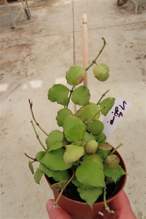 Hoya endauensis – Bild 3