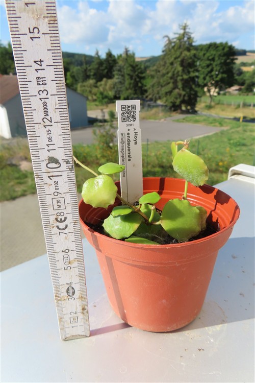 Hoya endauensis – Bild 2
