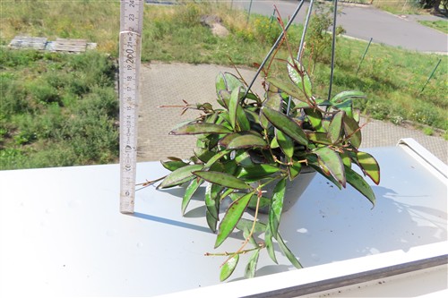Hoya Rosita – Bild 2