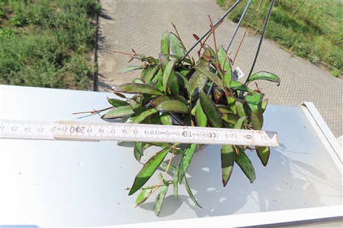 Hoya Rosita – Bild 3