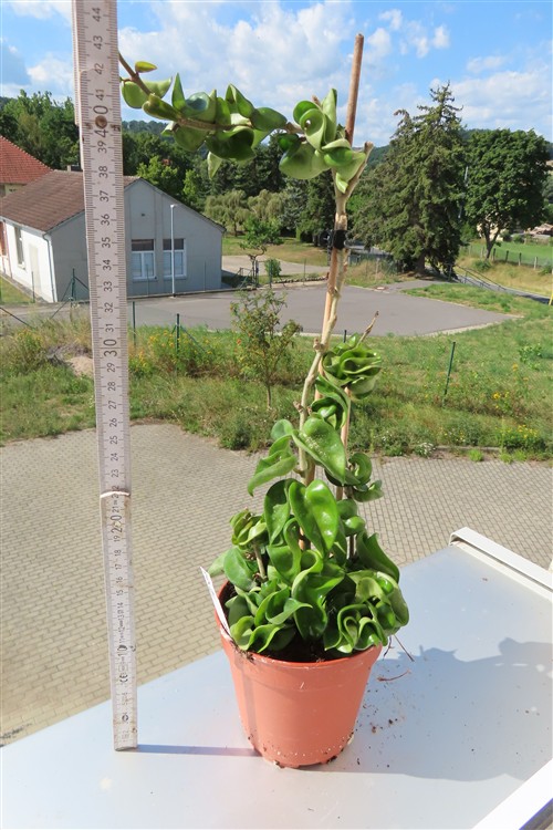 Hoya carnosa compacta krinkle – Bild 2