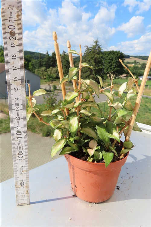 Hoya sp. Bruno – Bild 2