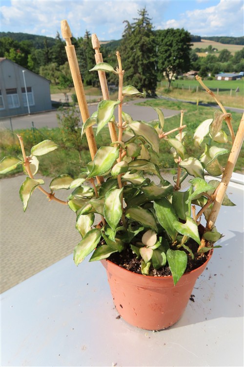Hoya sp. Bruno – Bild 3