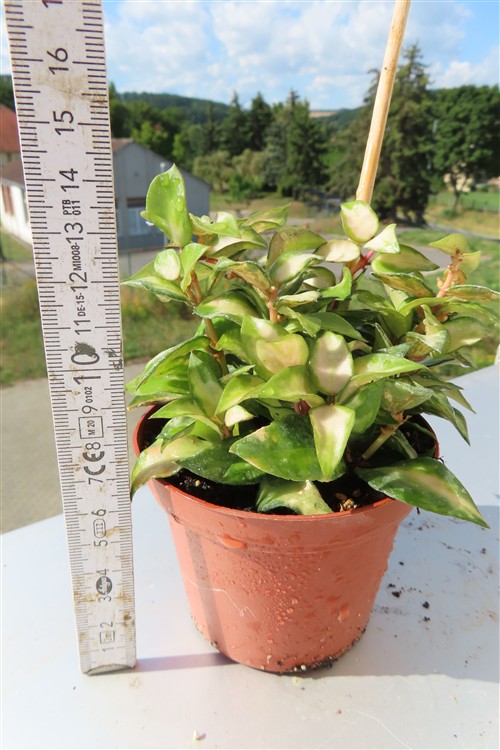 Hoya sp. Bruno – Bild 3