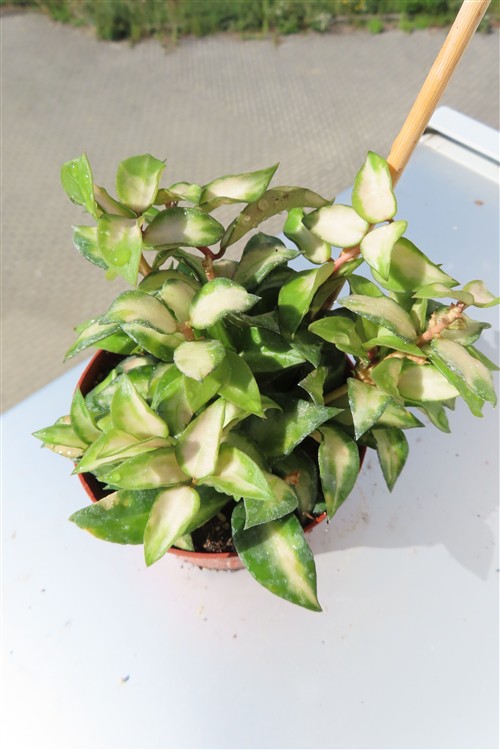 Hoya sp. Bruno – Bild 2
