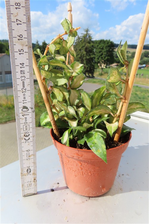 Hoya sp. Bruno – Bild 3