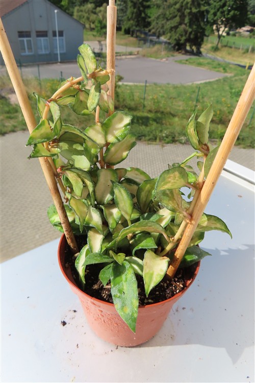 Hoya sp. Bruno – Bild 2
