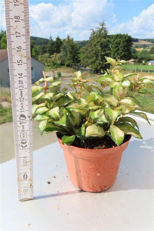 Hoya sp. Bruno – Bild 2