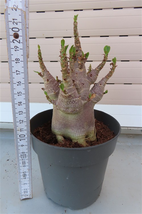Adenium Baobab – Bild 2