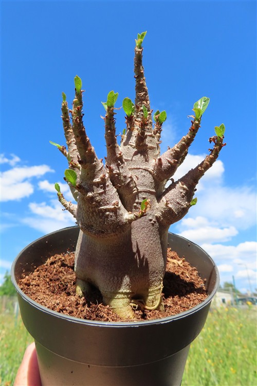Adenium Baobab – Bild 3