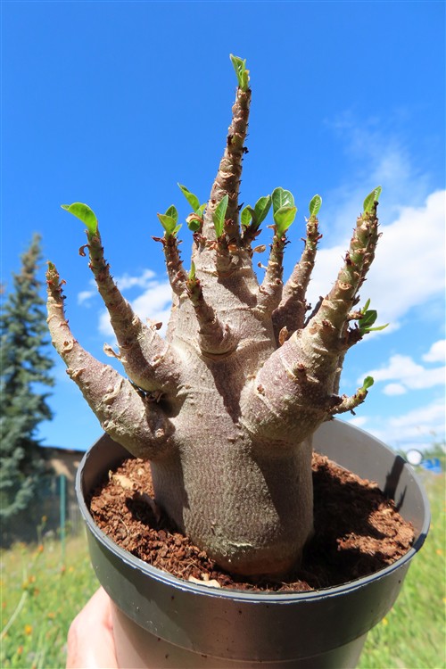 Adenium Baobab – Bild 4