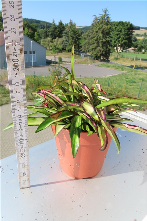 Hoya wayetii tricolour – Bild 3