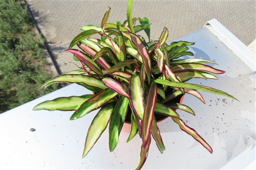 Hoya wayetii tricolour – Bild 2