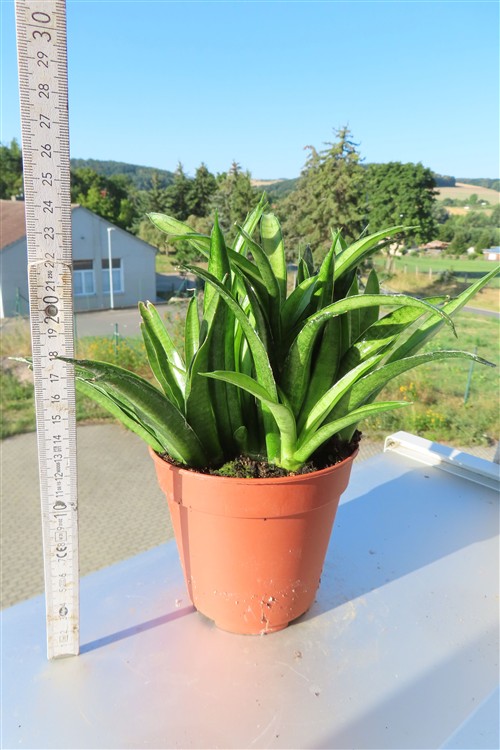 Sansevieria Panthera – Bild 2
