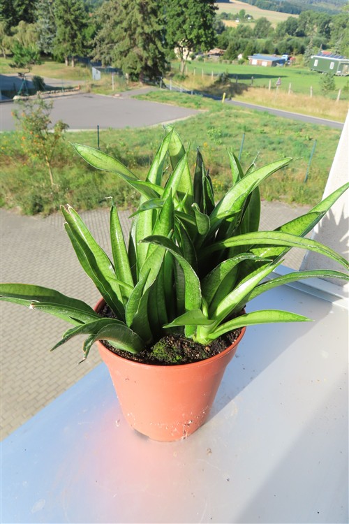Sansevieria Panthera – Bild 3