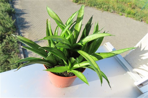 Sansevieria Panthera – Bild 4
