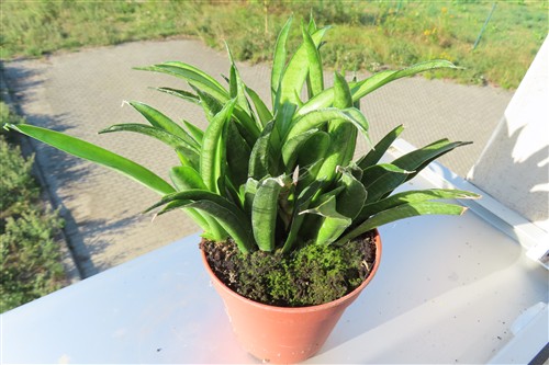 Sansevieria Panthera – Bild 5