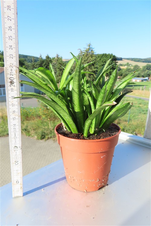 Sansevieria Panthera – Bild 2
