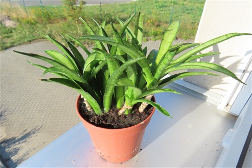 Sansevieria Panthera – Bild 3