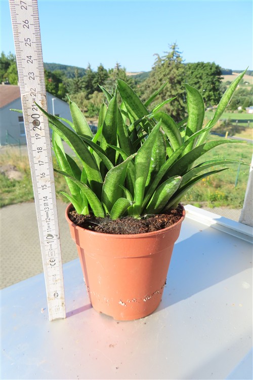 Sansevieria Panthera – Bild 3