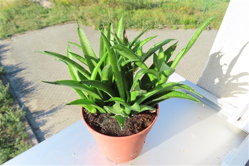 Sansevieria Panthera – Bild 2