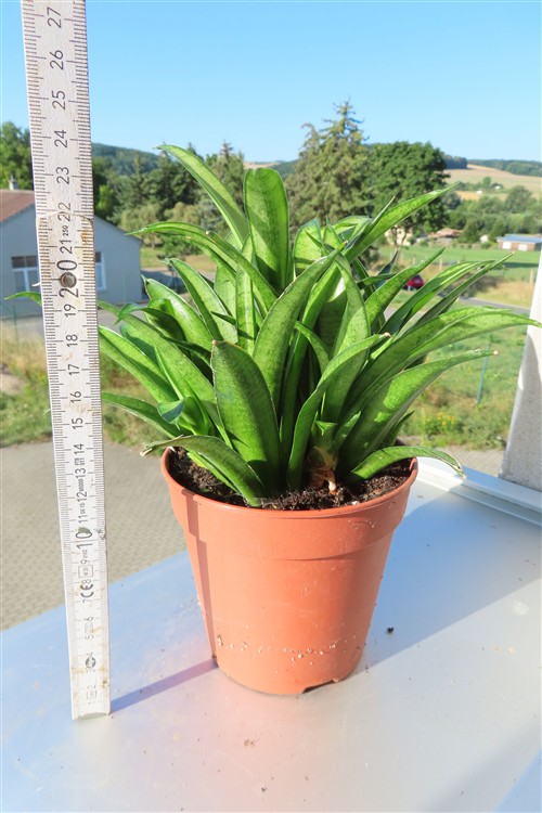 Sansevieria Panthera – Bild 2