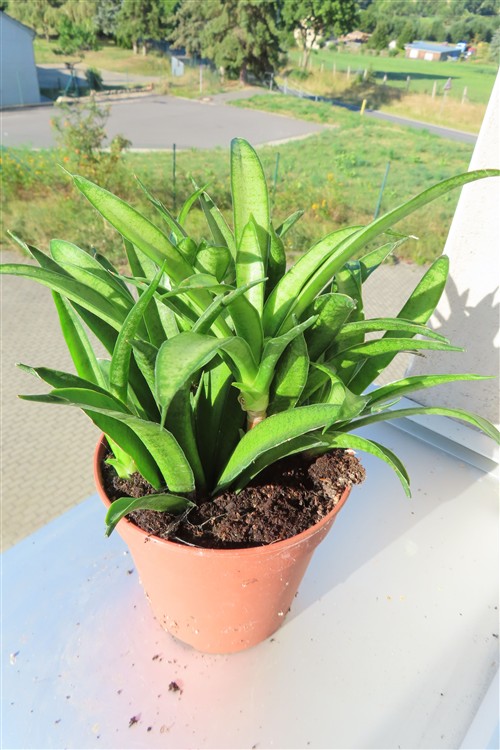 Sansevieria Panthera – Bild 3